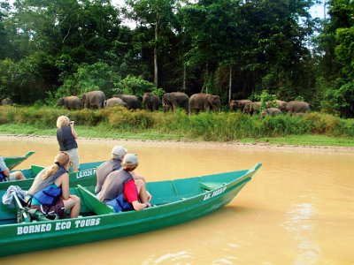 Borneo pgymy elephant, Sukau (8)